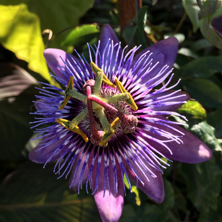 Plant image Passiflora