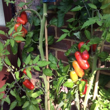 Solanum lycopersicum 'Pomodora Roma Nano'