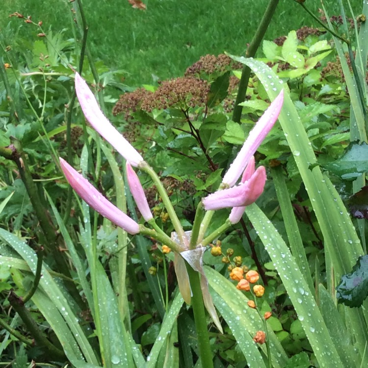 Plant image Nerine bowdenii
