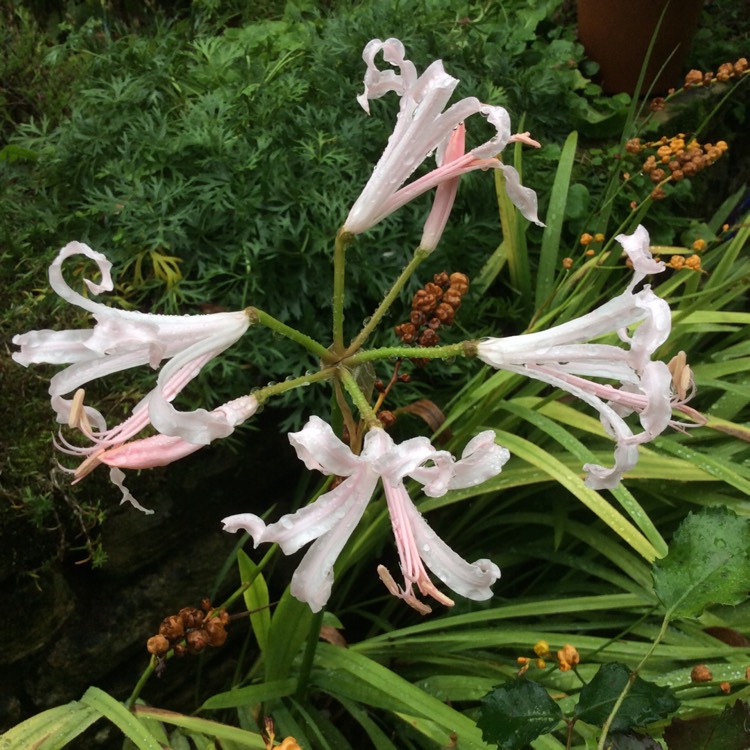plant image 1184611
