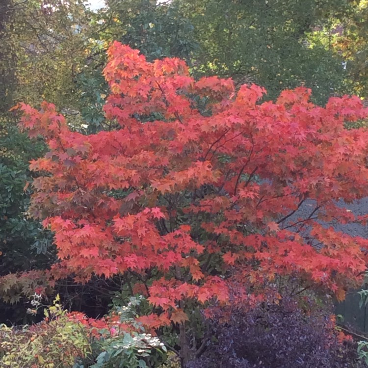 Plant image Acer Palmatum 'Osakazuki'