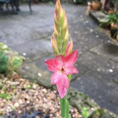 Hesperantha coccinea  syn. Schizostylis coccinea