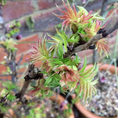 Sorbaria sorbifolia 'Sem'