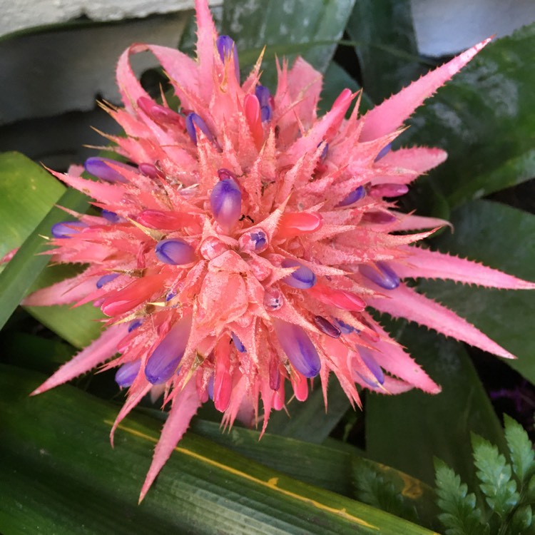 Plant image Various