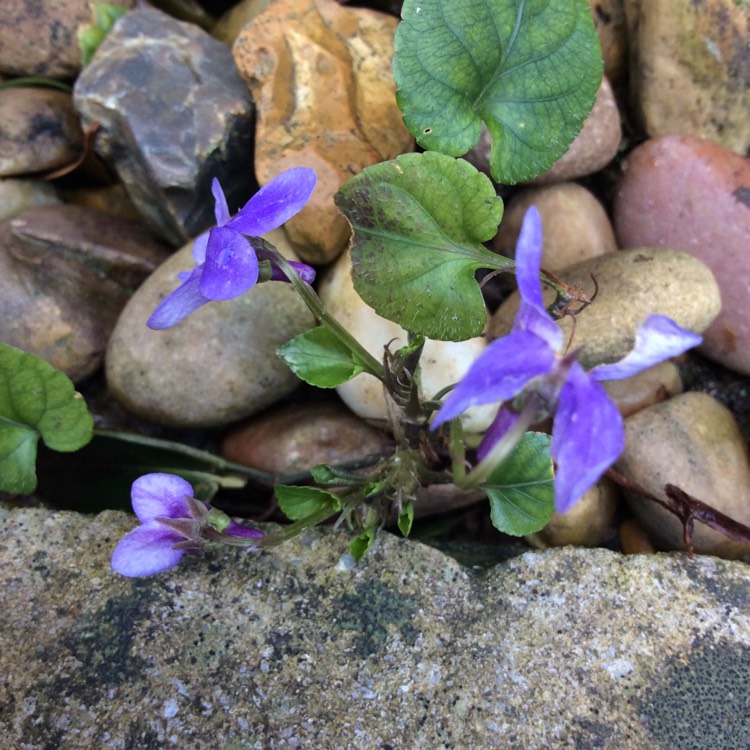Plant image Viola riviniana 'Purpurea'