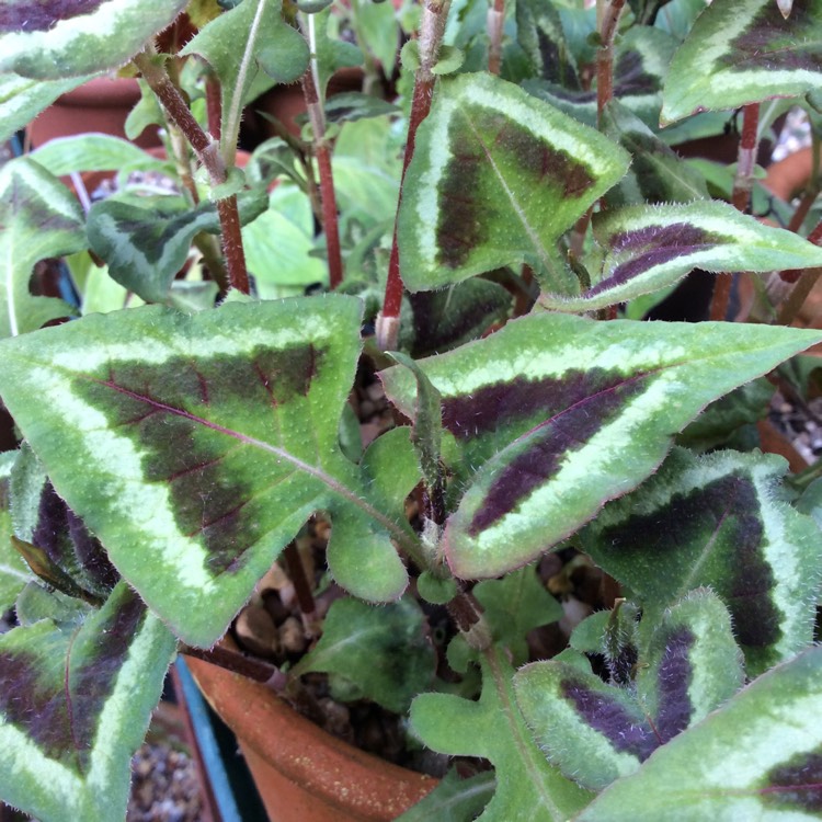 Plant image Persicaria microcephala 'Purple Fantasy'