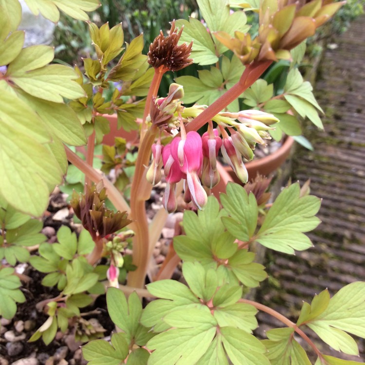 plant image 1243985 plant image 1243985