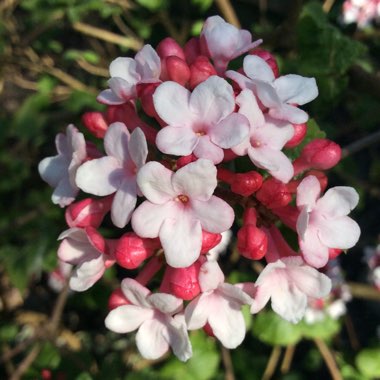 Viburnum carlesii 'Aurora'