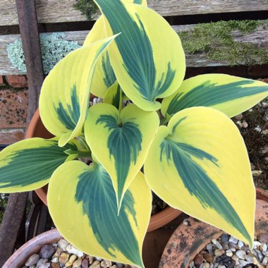 Hosta 'Autumn Frost' (Shadowland Series)