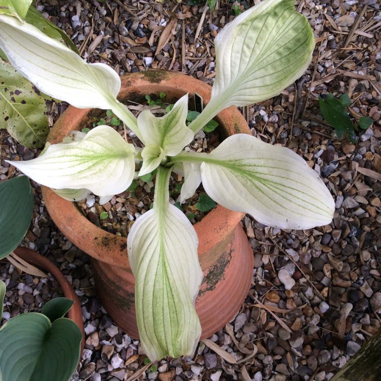 Plant image Hosta 'White Feather'