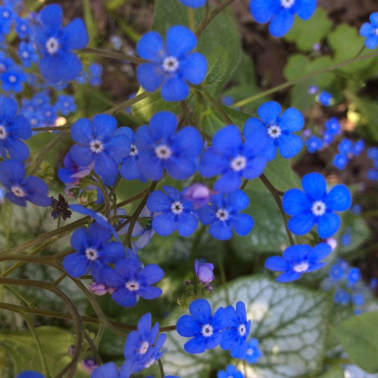 Plant image Brunnera macrophylla 'Jack Frost'