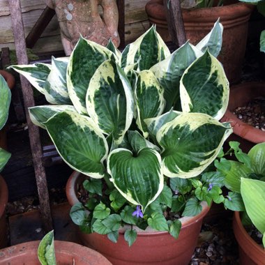 Hosta 'Independence'
