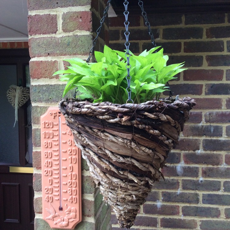 plant image 1283353