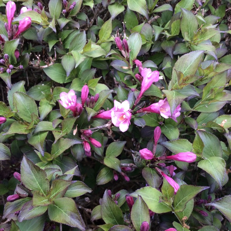 Plant image Weigela