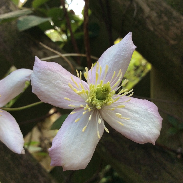 Plant image Clematis Montana 'Elizabeth'