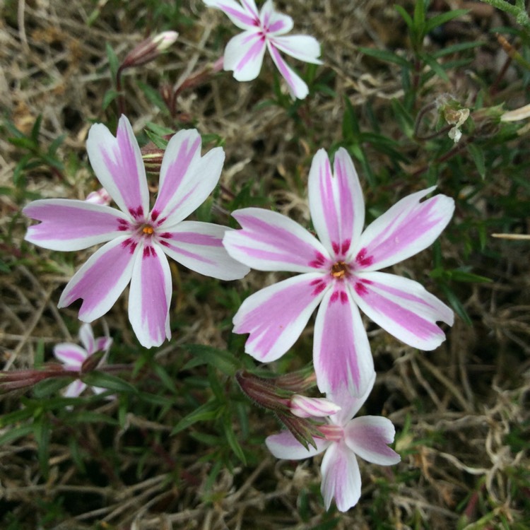 Plant image Phlox