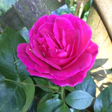 Rosa 'Chewpope' syn. Rosa 'Gloriana', Rosa 'Gloriana 97', Rosa 'Sugar Plum'