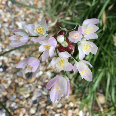 Allium roseum