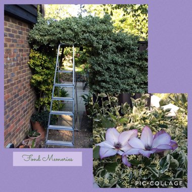Clematis 'Fond Memories'