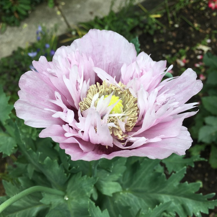 Plant image Papaver somniferum
