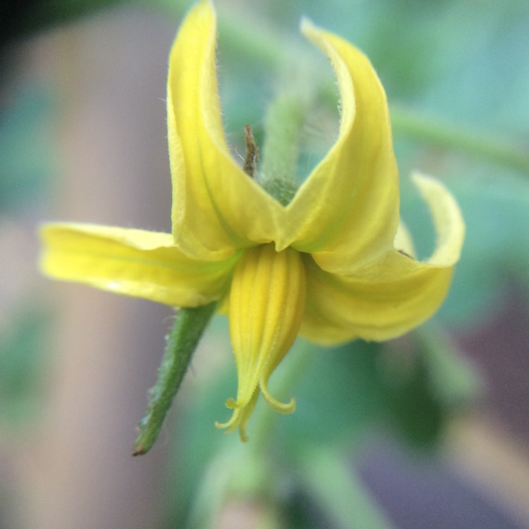 Plant image Solanum lycopersicum  syn. Lycopersicon lycopersicum