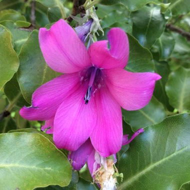 Dierama pulcherrimum