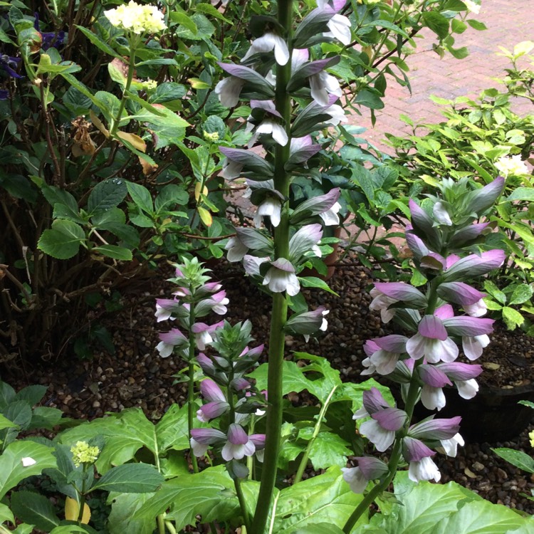 Plant image Acanthus mollis