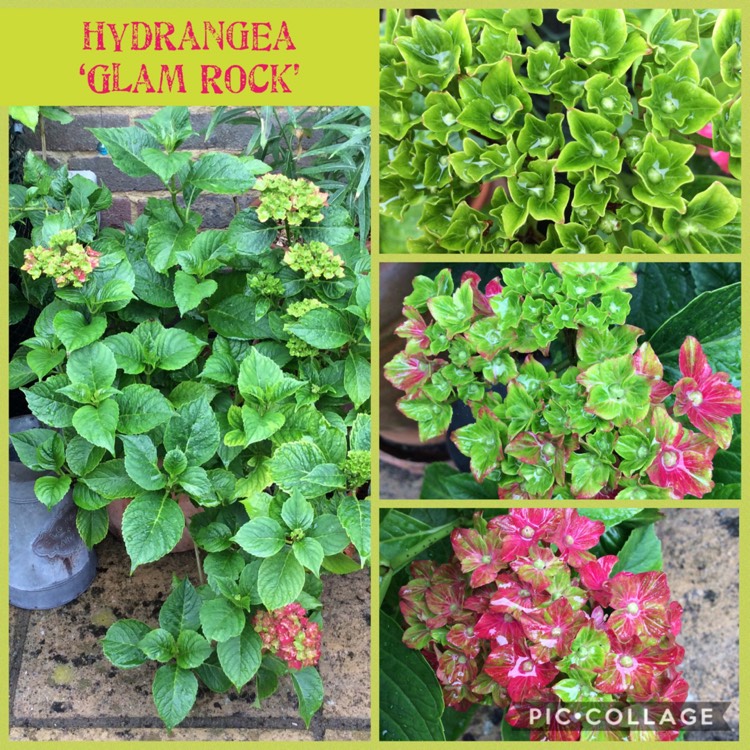 Plant image Hydrangea macrophylla 'Glam Rock'