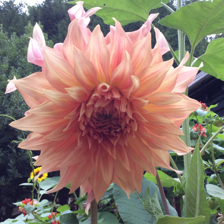 plant image 1371234 plant image 1371234