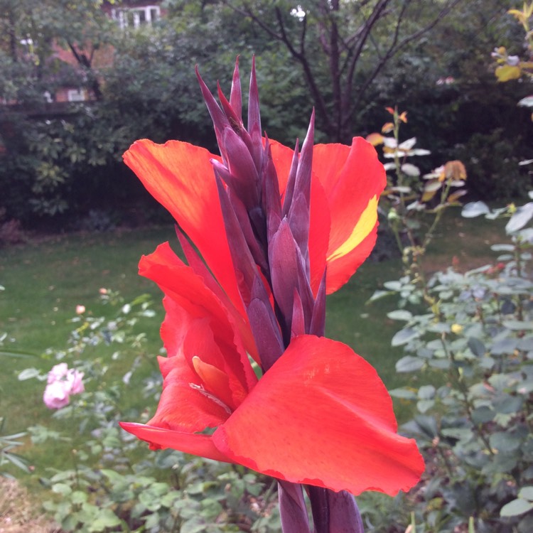 plant image 1372694 plant image 1372694