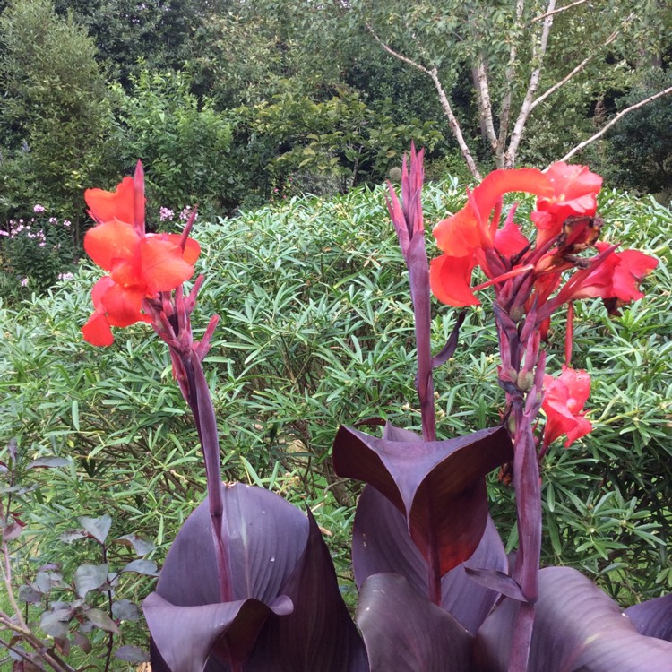 plant image 1380778 plant image 1380778