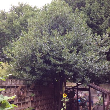 Laurus Nobilis