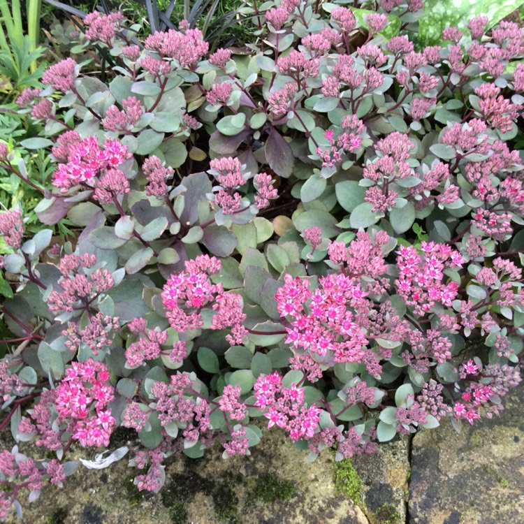 Plant image Sedum