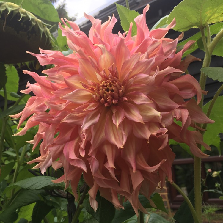 Plant image Dahlia 'Penhill Watermelon'