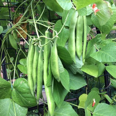 Phaseolus coccineus 'Tenderstar'