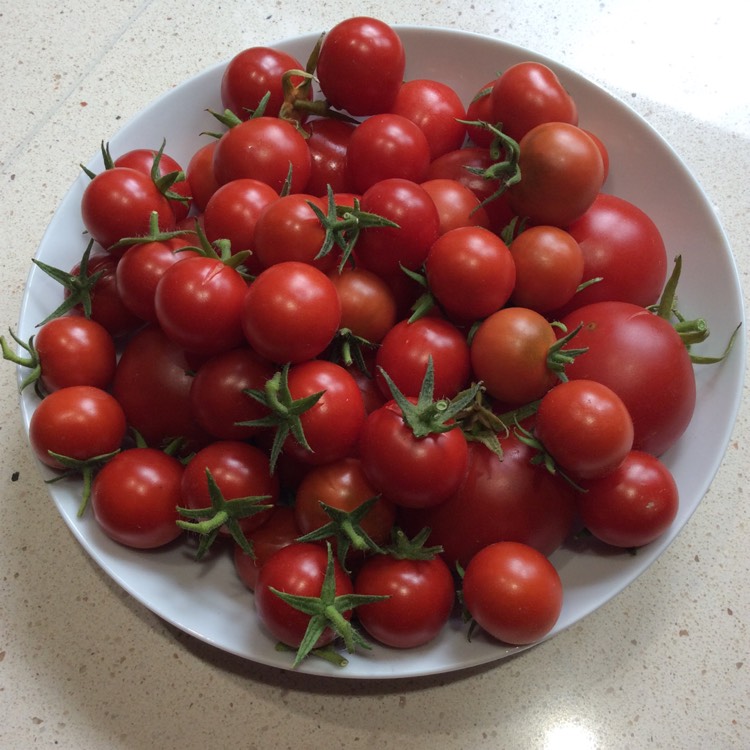 plant image 1400050