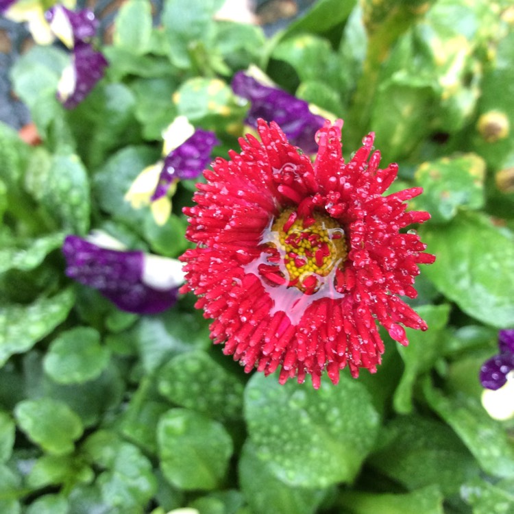 Plant image Bellis Perennis