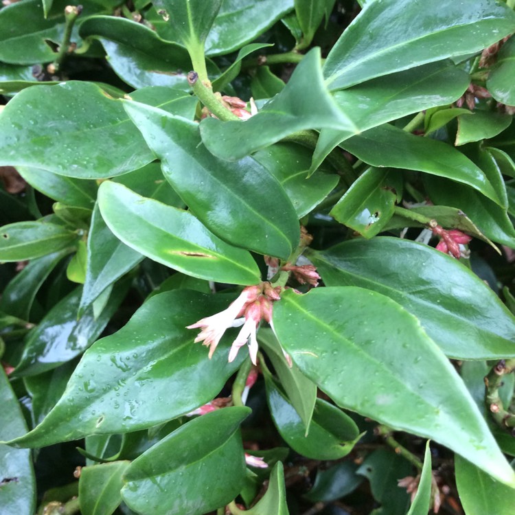plant image 1423406 plant image 1423406