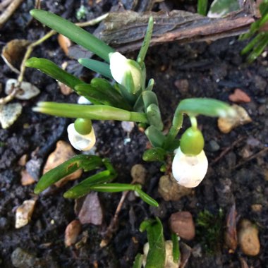 Galanthus