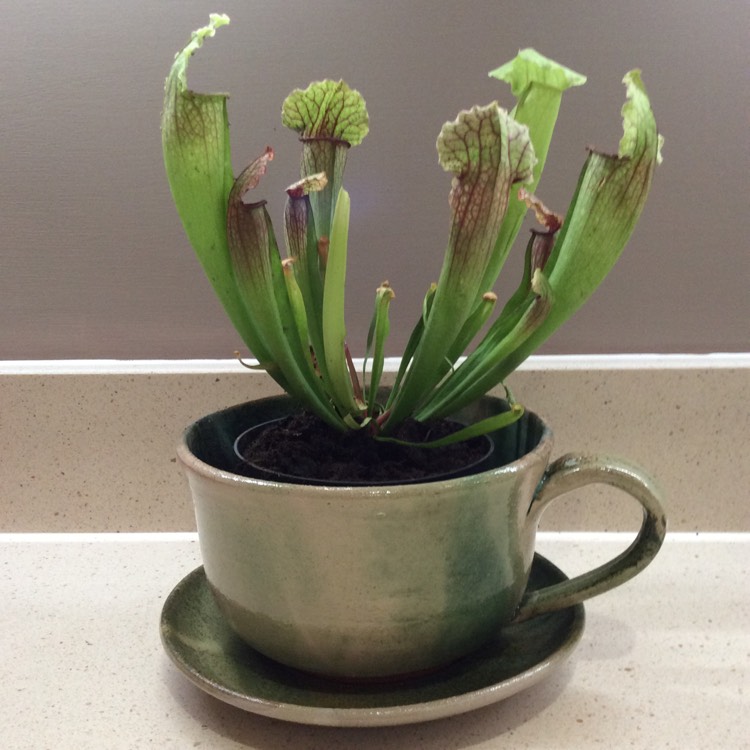 Plant image Sarracenia