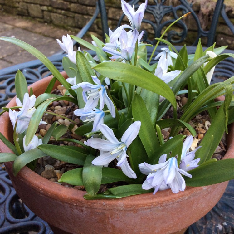 Plant image Scilla mischtschenkoana