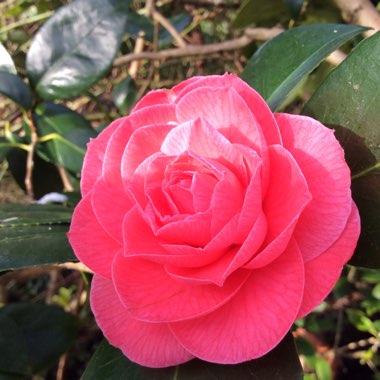 Camellia x williamsii 'Donation'