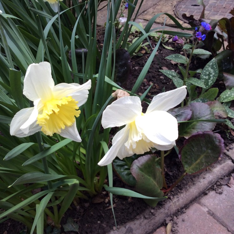 Plant image Narcissus 'Ice Follies'