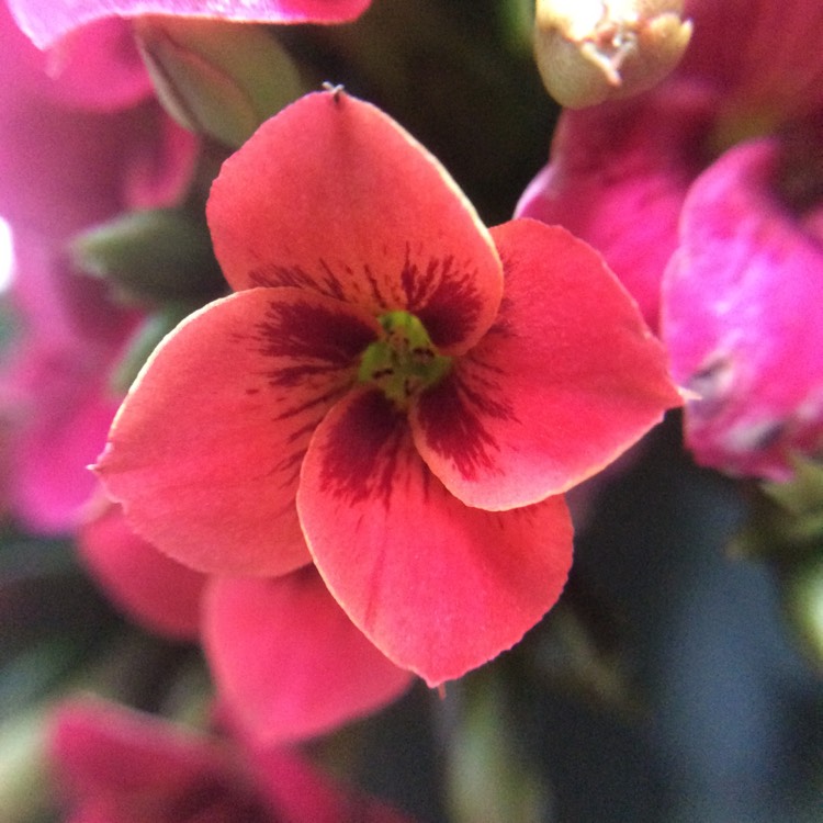 Plant image Kalanchoe