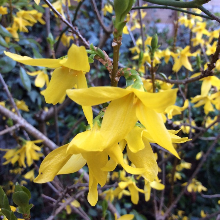 Plant image Forsythia