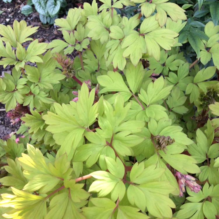 plant image 1461211 plant image 1461211