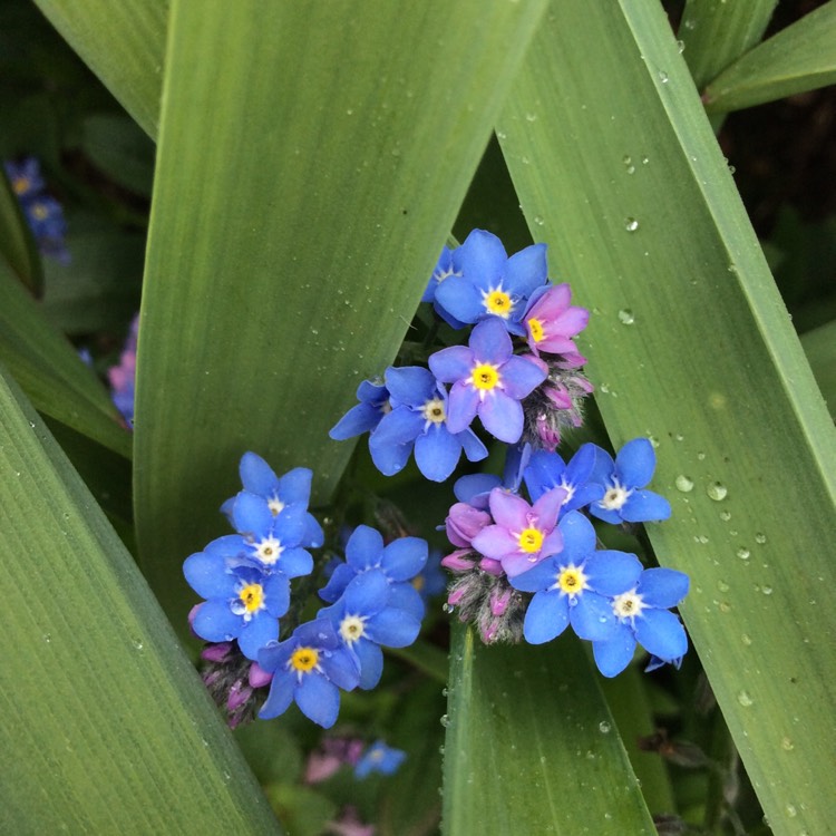 Plant image Myosotis