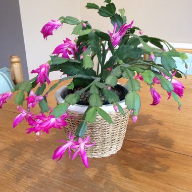 Schlumbergera truncata