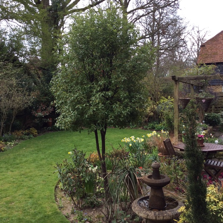 Plant image Pittosporum