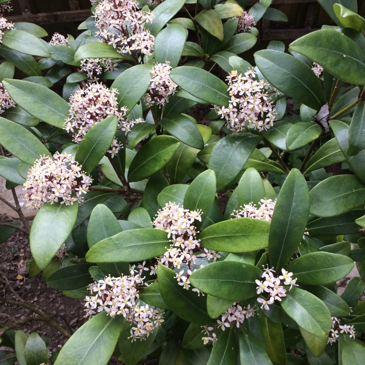 Plant image Skimmia japonica
